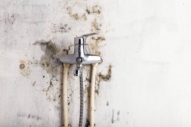 Best Mold Cleaning Services  in Hugo, MN