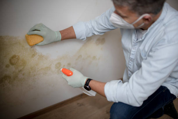 Best Mold Testing  in Hugo, MN