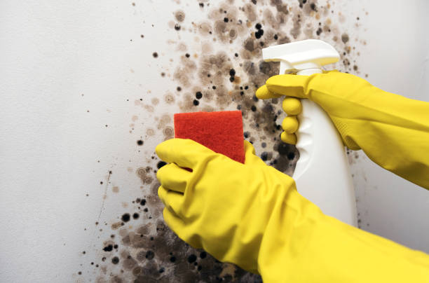 Best Office Mold Removal Services  in Hugo, MN