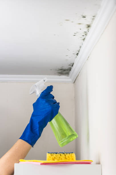 Best Black Mold Removal  in Hugo, MN