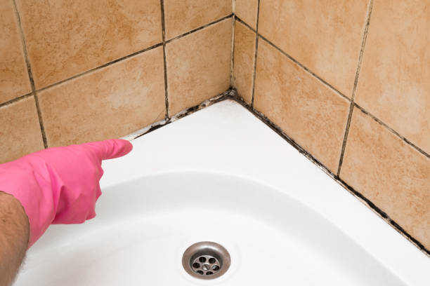 Best Mold Remediation  in Hugo, MN
